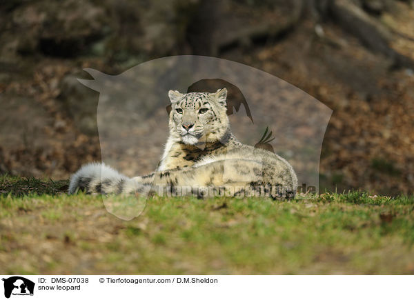 Schneeleopard / snow leopard / DMS-07038