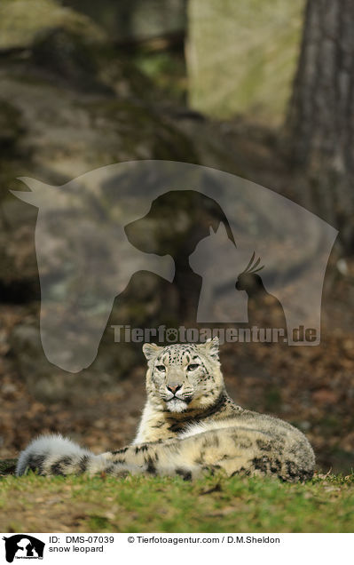 Schneeleopard / snow leopard / DMS-07039