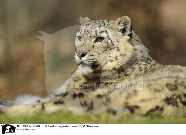 Schneeleopard / snow leopard / DMS-07040