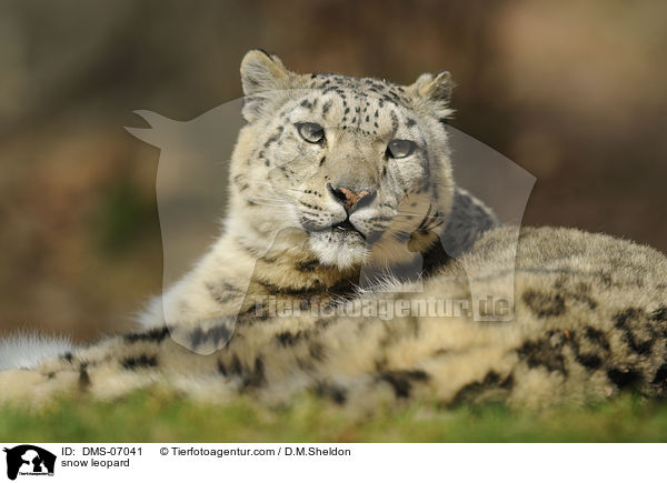 Schneeleopard / snow leopard / DMS-07041