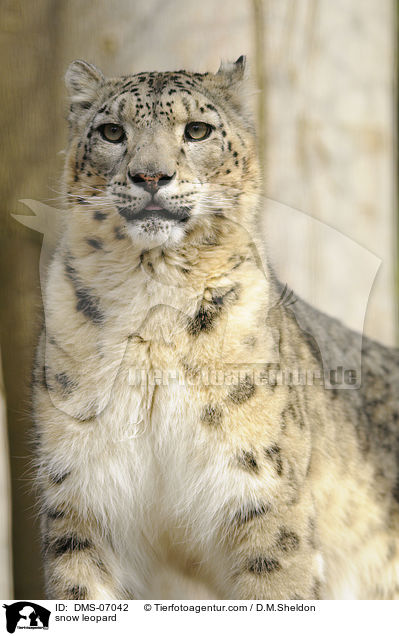 Schneeleopard / snow leopard / DMS-07042