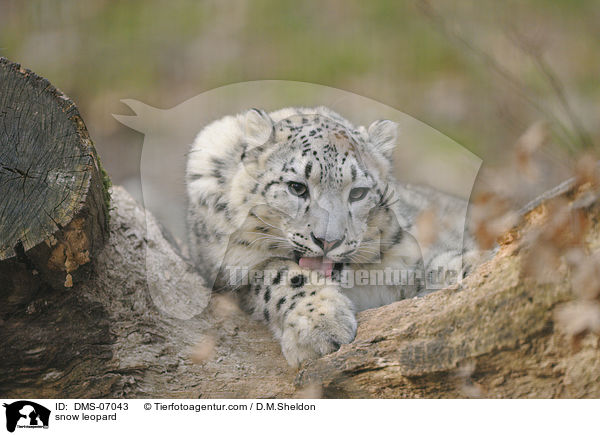 Schneeleopard / snow leopard / DMS-07043