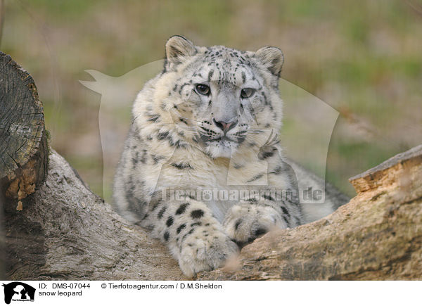 Schneeleopard / snow leopard / DMS-07044