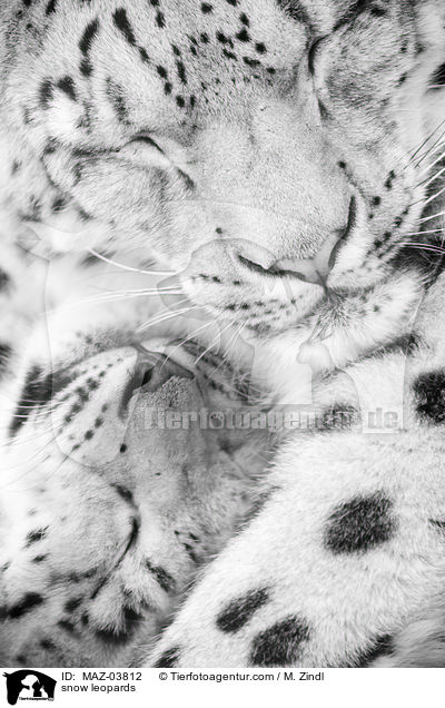 snow leopards / MAZ-03812