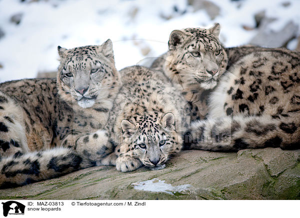 snow leopards / MAZ-03813