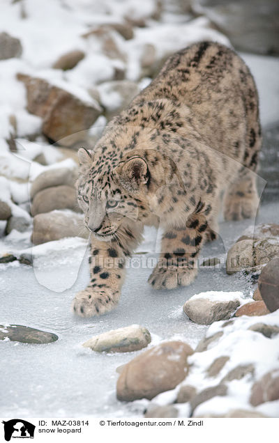 snow leopard / MAZ-03814