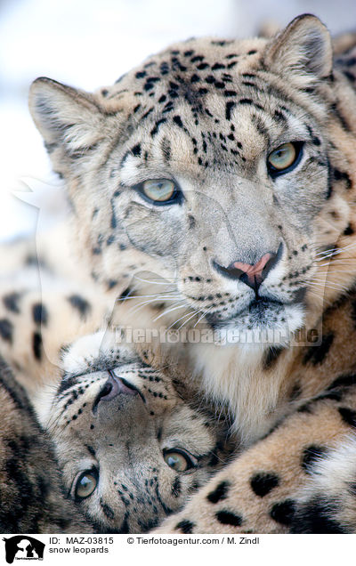 snow leopards / MAZ-03815