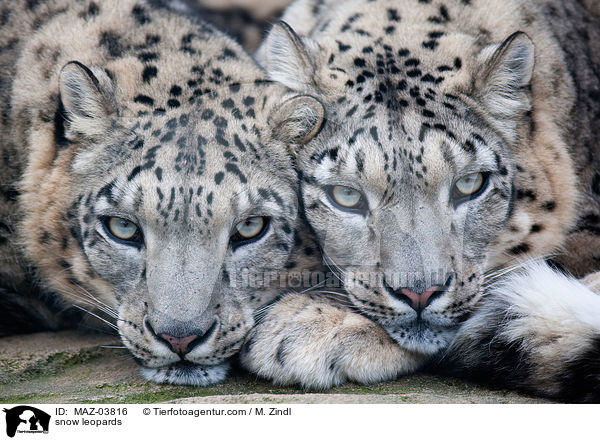 snow leopards / MAZ-03816