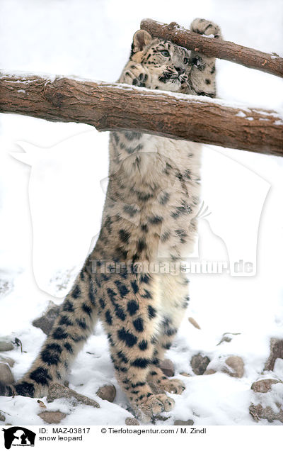 snow leopard / MAZ-03817