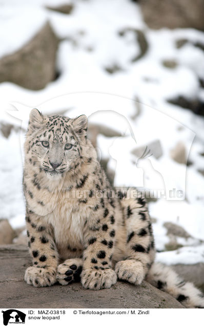 snow leopard / MAZ-03818