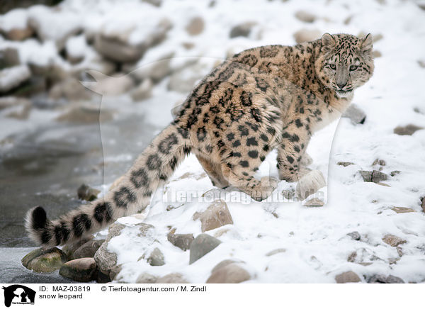snow leopard / MAZ-03819