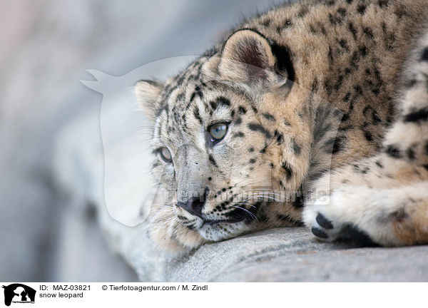 snow leopard / MAZ-03821