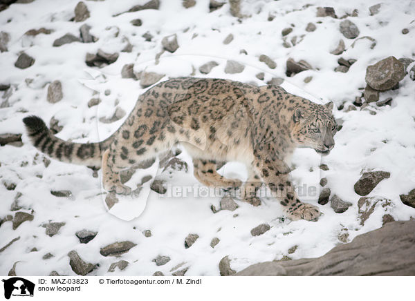 snow leopard / MAZ-03823