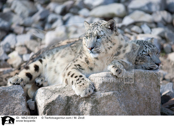 snow leopards / MAZ-03824