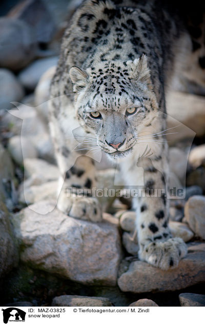snow leopard / MAZ-03825