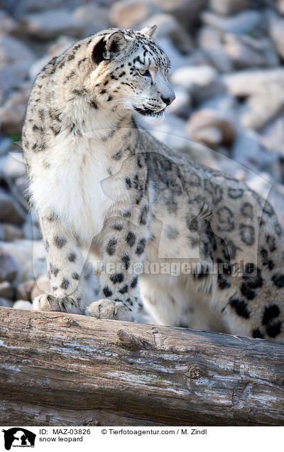 snow leopard / MAZ-03826