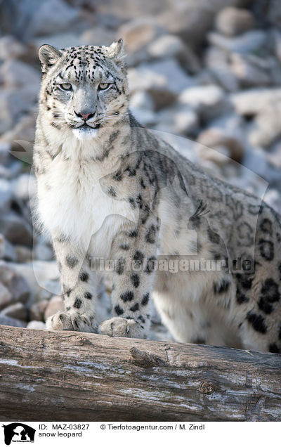 snow leopard / MAZ-03827