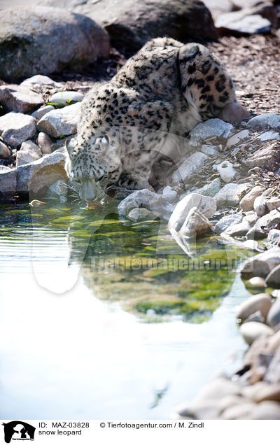 snow leopard / MAZ-03828