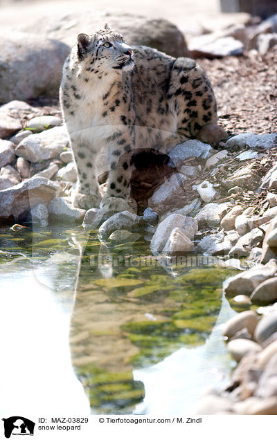 snow leopard / MAZ-03829