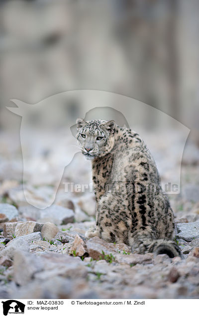 snow leopard / MAZ-03830