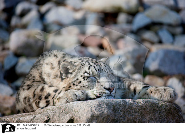 snow leopard / MAZ-03832