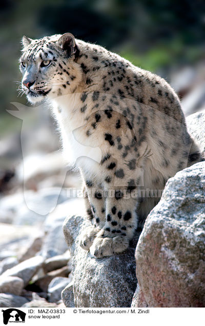snow leopard / MAZ-03833