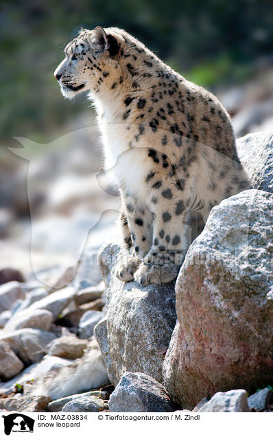 snow leopard / MAZ-03834