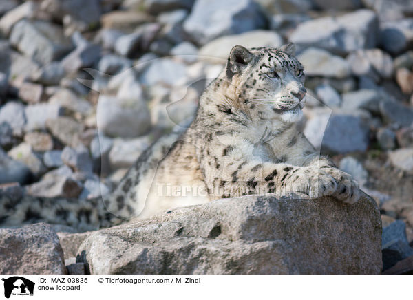 snow leopard / MAZ-03835