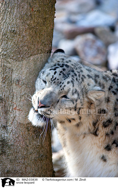 snow leopard / MAZ-03836