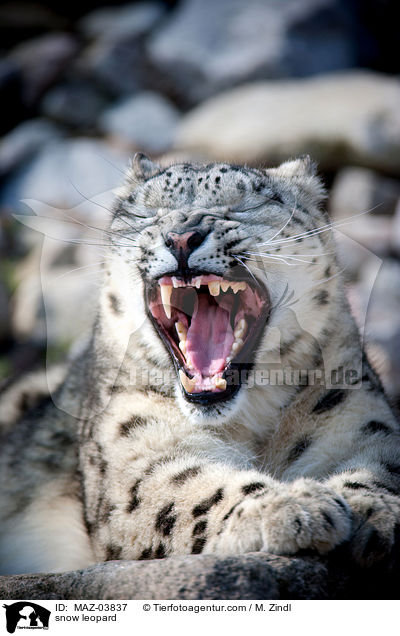 snow leopard / MAZ-03837