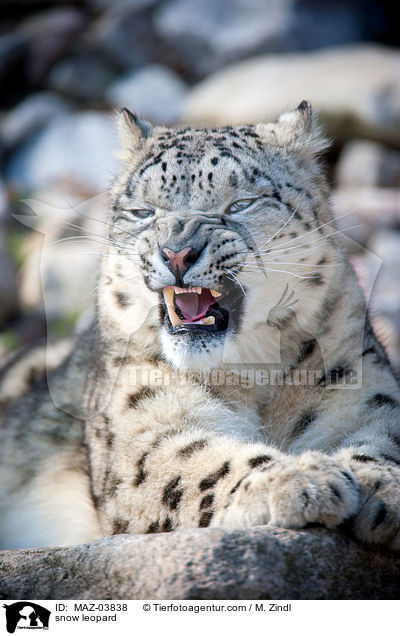 snow leopard / MAZ-03838
