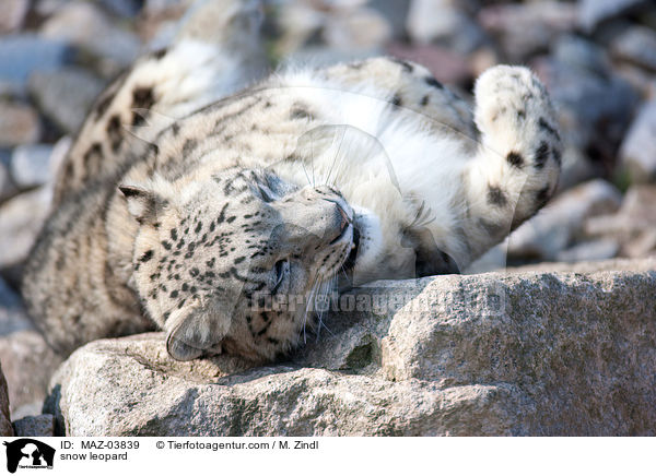 snow leopard / MAZ-03839