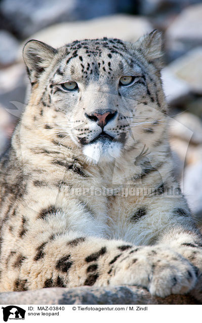 snow leopard / MAZ-03840