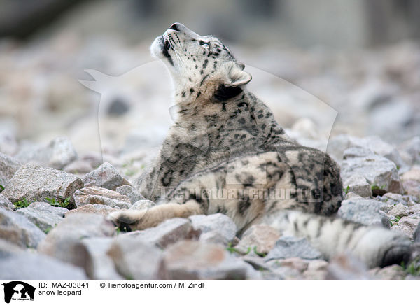 snow leopard / MAZ-03841