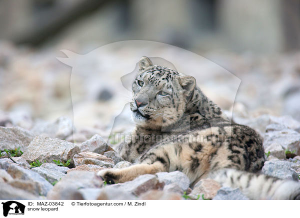 snow leopard / MAZ-03842