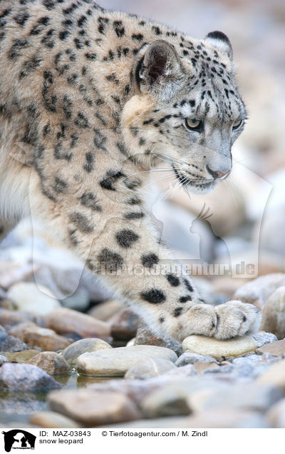 snow leopard / MAZ-03843