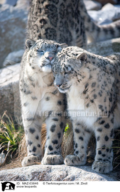 snow leopards / MAZ-03846