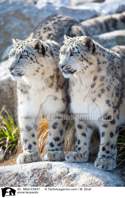 snow leopards / MAZ-03847