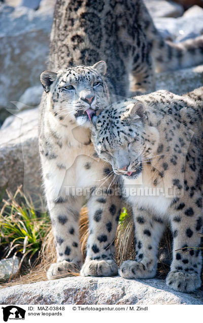 snow leopards / MAZ-03848