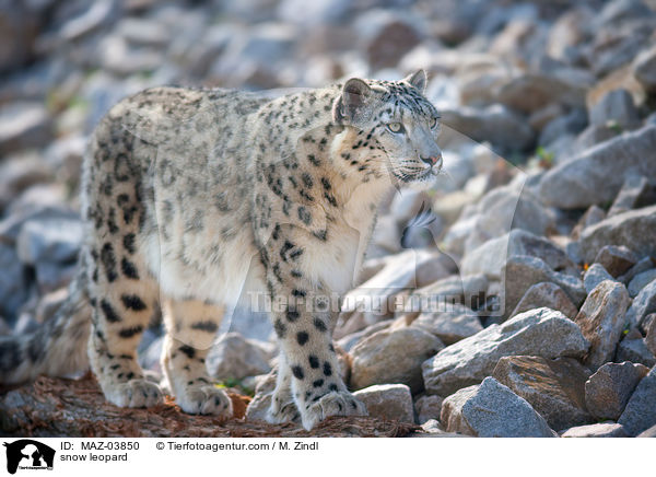 snow leopard / MAZ-03850