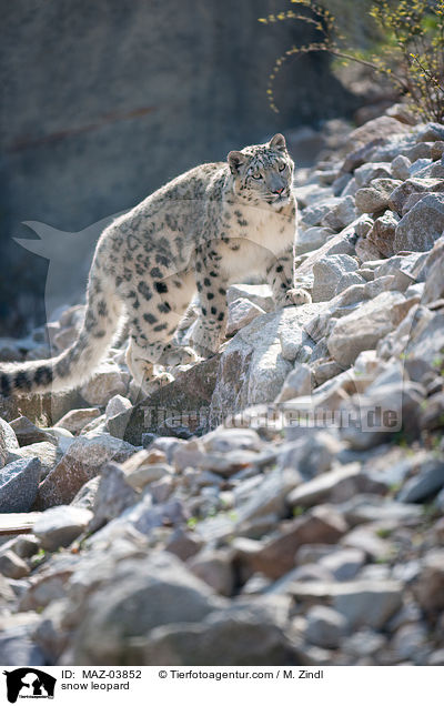 snow leopard / MAZ-03852