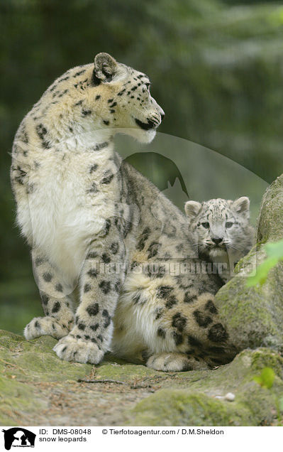 snow leopards / DMS-08048