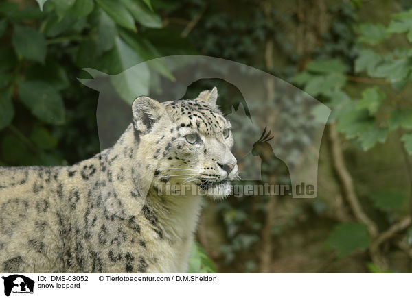 snow leopard / DMS-08052