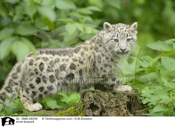 snow leopard / DMS-08056