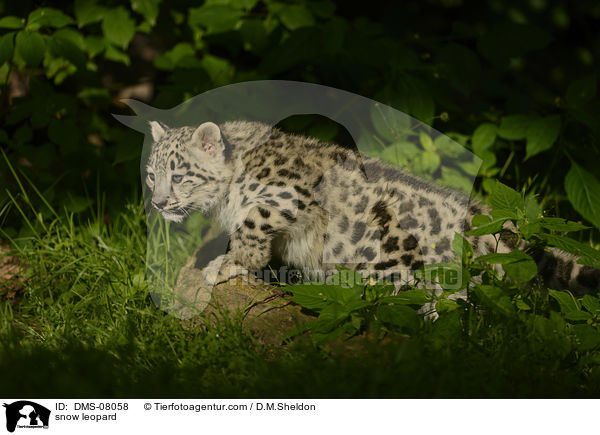 snow leopard / DMS-08058