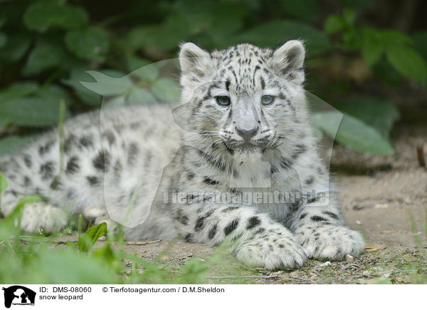 snow leopard / DMS-08060