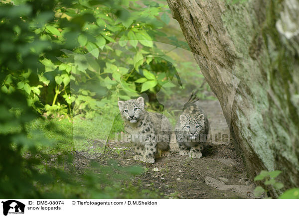 snow leopards / DMS-08074