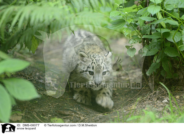 snow leopard / DMS-08077