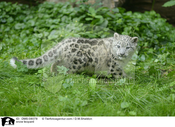 snow leopard / DMS-08078