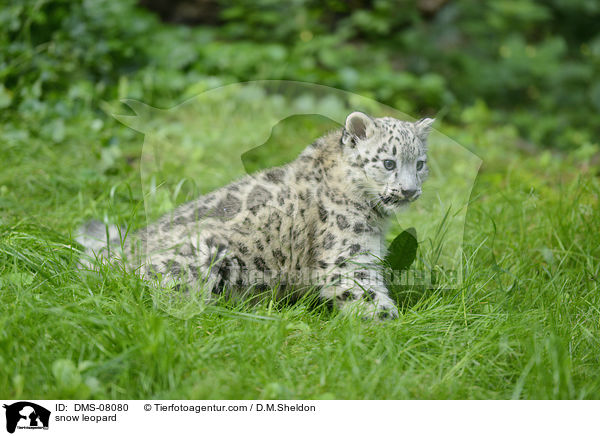 snow leopard / DMS-08080